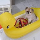 두바이애견풀빌라1 이미지