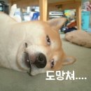 삼시세끼밥상 이미지