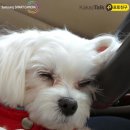 아시네일 이미지