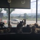 (주)피터펫 이미지