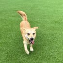 놀러오개 애견유치원 애견호텔 운정신도시점 이미지