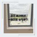 경주 행운 펜션 | 경주 애견동반펜션 | 페리토 내돈내산 솔직후기 (소형견동반)