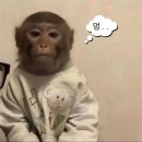 [다이소] 속눈썹 세럼픽서 내돈내산 솔직후기 👀 돈 날렸긩💸