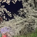 서원3 | 거창 곰실 덕천서원 야간 방문 후기(4/3 벚꽃 개화 상황) - 김해림 기자