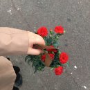 정우꽃flower | [창원 꽃집 / 창원 플라워박스 / 창원 꽃다발] 창원 꽃날