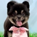 우리애견 | 왕십리애견호텔 켈리독 후기, 우리 강아지 안심하고 맡길 수 있었어요!