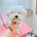 버블리독 | 구미애견미용 인동 오픈스튜디오로 믿고 맡길 수 있는 버블리독!!🤍
