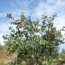 대봉농장 이미지