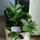 호야2농장 이미지