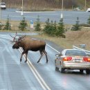 elk 이미지