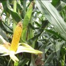 안성목장 2농장 이미지