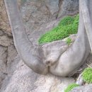 나무와 돌 이미지