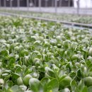 호동이농장 이미지