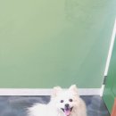 소우주 애견미용실 이미지