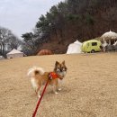 [공주프린세스캠핑장]대전근교 반려견동반 캠핑