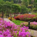 21년 4월 27일 공주 석장리박물관유채꽃~진천 만뢰생태공원 이미지