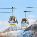 둔내로35 | 강원도 스키장 비교 '하이원 vs 웰리힐리 vs 휘닉스파크 주부 솔직 후기