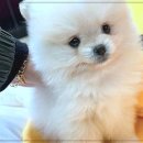 펫365 강아지분양 고양이분양 전주본점 이미지