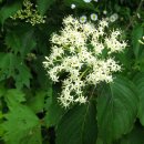 편백숲관광안내소 이미지