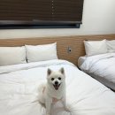 펫월드 | 속초 애견동반 숙소 월드스카이 호텔 펫룸 후기｜주차·객실·반려견용품