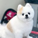 Grooming574 이미지