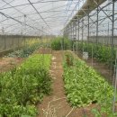 박사농장 이미지