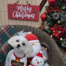 토토펫 애견미용 이미지