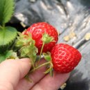 금곡농장 이미지