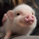 예쁜돼지 이미지