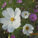 선유나루 이미지