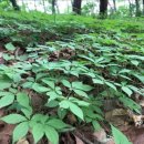 삼청농장 이미지