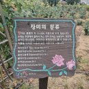 장미원뷰티 | 🌈 수도권 장미 🥀 명소 부천백만 송이 장미원 산책 리뷰 / 부천 가볼 만한 곳, 백만 송이 장미원에서...