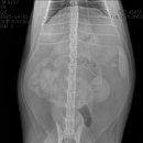 보담동물의료센터 이미지