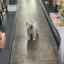 펫마트 강아지 논산점 이미지