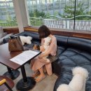 데일리펫 위드독스 이미지