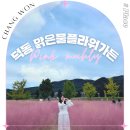 창원시 상수도사업소 - 13752 | 창원 가을 나들이 마산 덕동 맑은물플라워가든에서 핑크뮬리와 코스모스 주말 꽃놀이