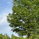 도음산 산림문화수련장 | 포항 아기랑 도음산 산림문화수련장 무료개방 피크닉 장소 추천