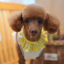 아띠펫살롱 이미지