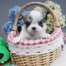 천사애견 이미지