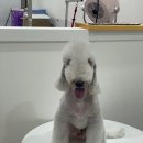 이뻐질개 애견미용실 | 산책 후 바로 OK! 거북공원 근처 애견미용 이뻐질개