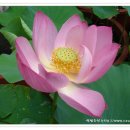 [정원가꾸기]관상용 연꽃 재배 이미지