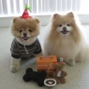 건강한 강아지 이미지