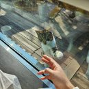 섬강한우촌 | [강원/원주]원주대표음식 복숭아불고기 맛집 섬강한우촌 내돈내산 찐후기