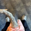 배울1로 | 제주반려동물초상화 그리기 배울 수 있는곳 서귀포 뮤즈버튼 원데이클래스 후기