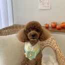 로로앤독 이미지