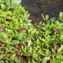 월학농장 이미지