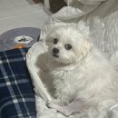 서창사랑동물의료센터 이미지