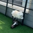 멍땅내사랑 애견유치원 애견호텔 | 쥐콩🐶 25년 4분기 어린이집 사진전💕 (평택강아지유치원/강아지어린이집/멍땅내사랑/애견유치원)