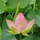 울미연꽃마을 이미지