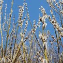 버들강아지 이미지